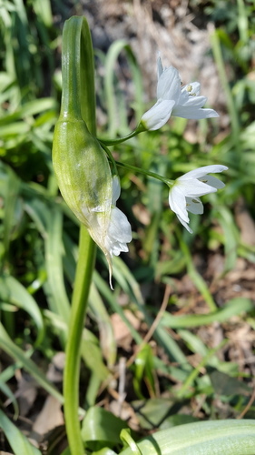 Naples Garlic - Photo (c) piripip, some rights reserved (CC BY-NC)