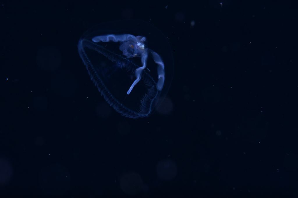 Blackfordia virginica Mayer, 1910