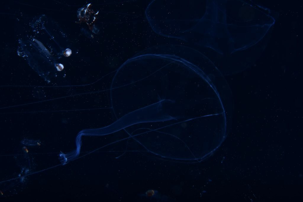 Geryonia proboscidalis (Forsskål, 1775)