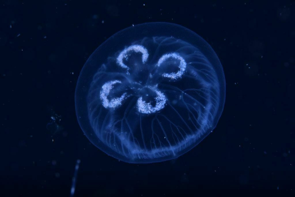 Asian Moon Jellyfish - Photo (c) xavi salvador costa, some rights reserved (CC BY-NC)