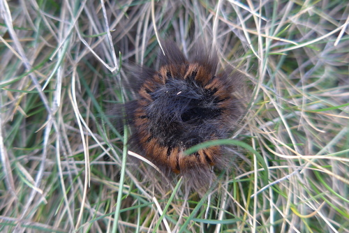 Fox Moth - Photo (c) piripip, some rights reserved (CC BY-NC)