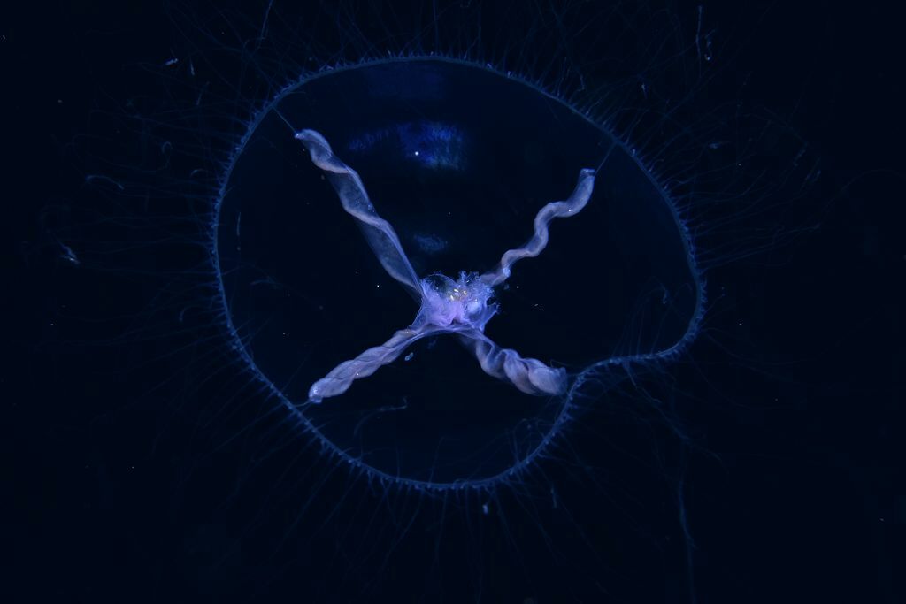 Blackfordia virginica Mayer, 1910