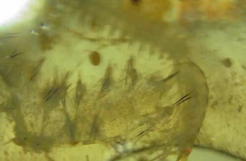 Nereis diversicolor