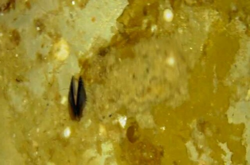 Black Mussels