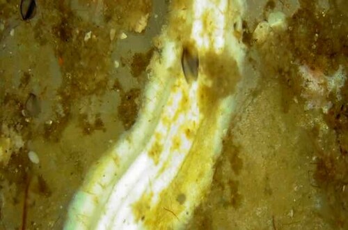 Pomatoceros triqueter