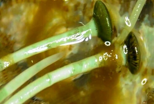 acetabulària