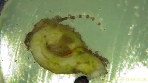 spirobis spirobis