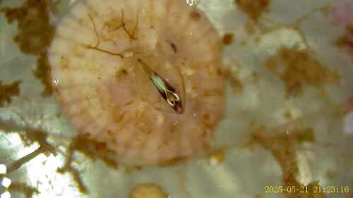 Balanidae