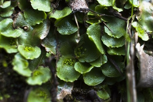 Liverworts - Photo (c) piripip, some rights reserved (CC BY-NC)