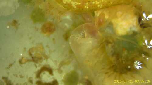 Nereididae