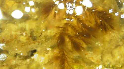 Rhodophyta