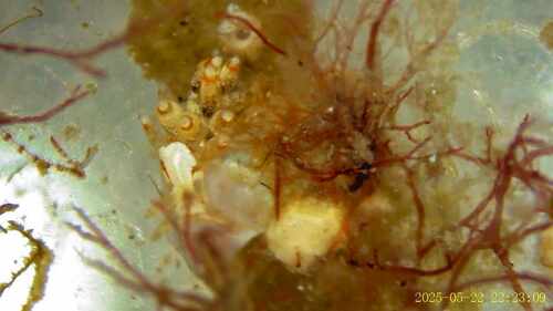 Aeolidina