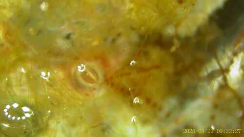 Balanoidea
