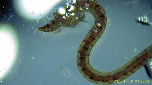 Polyophthalmus pictus