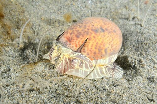 Hebrew Moon Snail - Photo (c) xavi salvador costa, some rights reserved (CC BY-NC)
