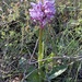 Orchis simia - Photo (c) Àlex Rollan Vallbona, some rights reserved (CC BY), uploaded by Àlex Rollan Vallbona