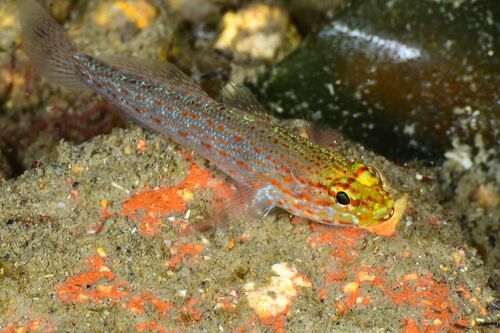 Gobius xanthocephalus - Photo (c) xavi salvador costa, some rights reserved (CC BY-NC)