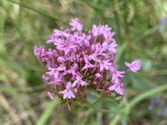 Red Valerian - Photo (c) Àlex Rollan Vallbona, some rights reserved (CC BY), uploaded by Àlex Rollan Vallbona