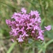 Red Valerian - Photo (c) Àlex Rollan Vallbona, some rights reserved (CC BY), uploaded by Àlex Rollan Vallbona