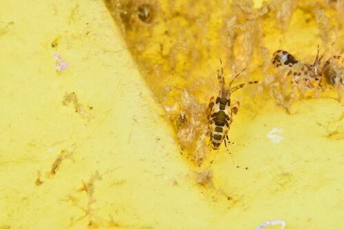 Amphipods - Photo (c) xavi salvador costa, some rights reserved (CC BY-NC)