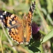 Painted Lady - Photo (c) Àlex Rollan Vallbona, some rights reserved (CC BY), uploaded by Àlex Rollan Vallbona