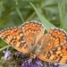 Melitaea phoebe - Photo (c) Àlex Rollan Vallbona, some rights reserved (CC BY), uploaded by Àlex Rollan Vallbona