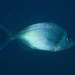 Black Seabream - Photo (c) Antoni_Salvà, some rights reserved (CC BY-NC), uploaded by Antoni_Salvà
