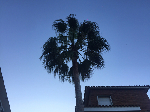 California Fan Palm - Photo (c) patopi, some rights reserved (CC BY-NC-SA), uploaded by Cristina i Su
