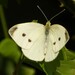 Small White - Photo (c) Vicenç Roig Vidal, some rights reserved (CC BY-NC), uploaded by Vicenç Roig Vidal