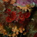 Peyssonnelia rubra - Photo (c) conxi, some rights reserved (CC BY-NC)