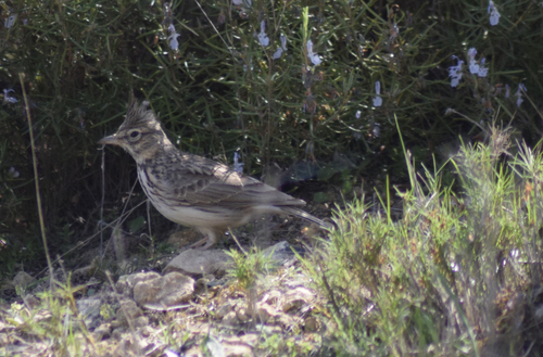 Thekla's Lark - Photo (c) patopi, some rights reserved (CC BY-NC-SA), uploaded by Cristina i Su