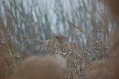 Common Reed Bunting - Photo (c) patopi, some rights reserved (CC BY-NC-SA), uploaded by Cristina i Su