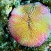 Fungia fungites - Photo (c) Hector Serrano Cereijo, some rights reserved (CC BY), uploaded by Hector Serrano Cereijo