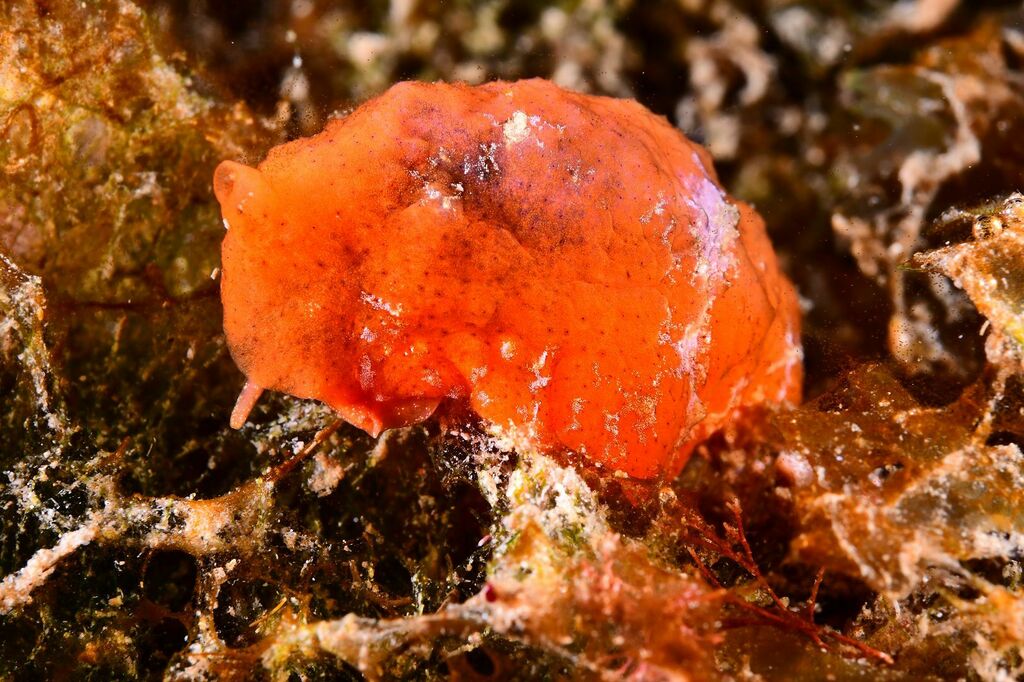 Marsenia - Photo (c) xavi salvador costa, some rights reserved (CC BY-NC), uploaded by xavi salvador costa