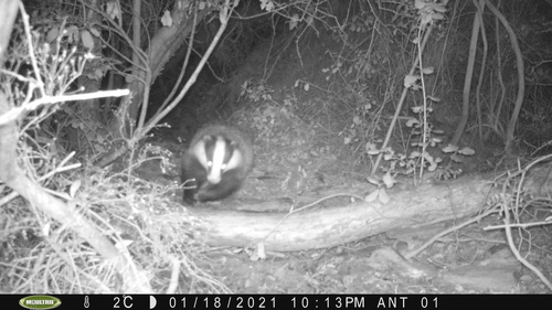 European Badger - Photo (c) antlaformiga, some rights reserved (CC BY-NC)