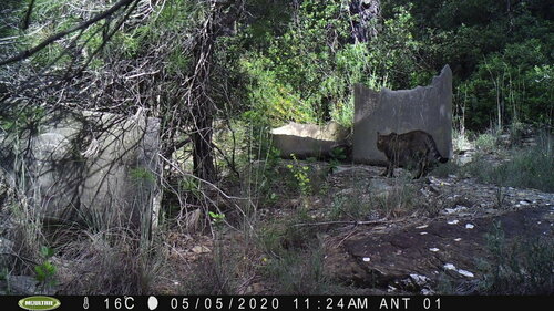 Domestic Cat - Photo (c) antlaformiga, some rights reserved (CC BY-NC)