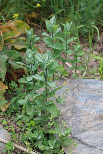 Apple Mint - Photo (c) antlaformiga, some rights reserved (CC BY-NC)
