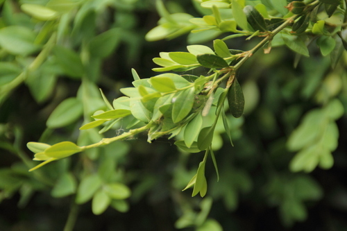 Common Box - Photo (c) antlaformiga, some rights reserved (CC BY-NC)