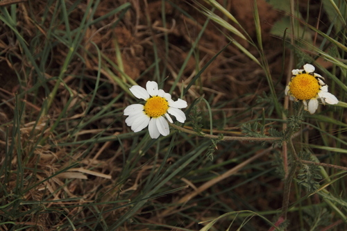 White Buttons - Photo (c) antlaformiga, some rights reserved (CC BY-NC)