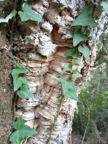 Cork Oak - Photo (c) Tomás Blasco, some rights reserved (CC BY-NC)