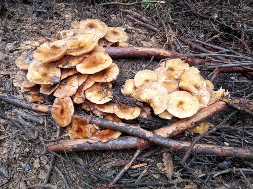 Honey Mushroom - Photo (c) Tomás Blasco, some rights reserved (CC BY-NC)