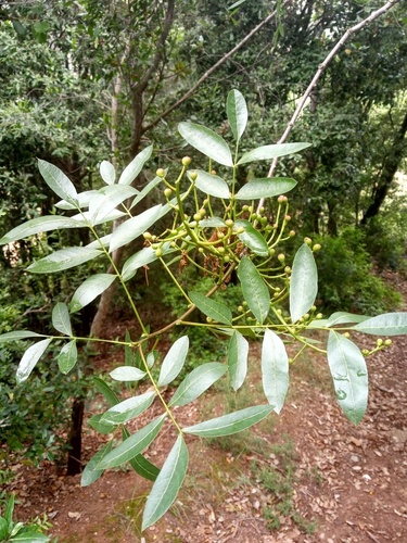 Terebinth - Photo (c) Tomás Blasco, some rights reserved (CC BY-NC)