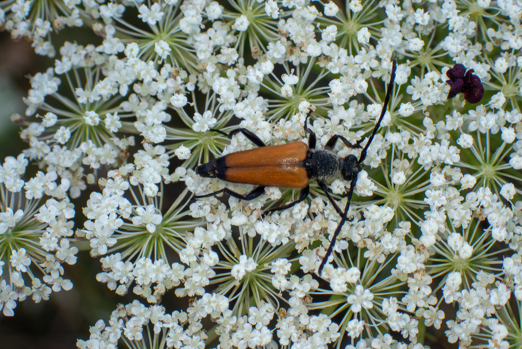 Paracorymbia - Photo (c) jmturon, some rights reserved (CC BY-NC)