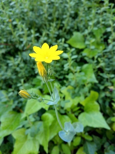 Yellow-Wort - Photo (c) Tomás Blasco, some rights reserved (CC BY-NC)