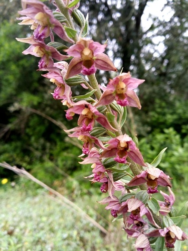 Epipactis tremolsii - Photo (c) Tomás Blasco, some rights reserved (CC BY-NC)