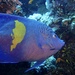 Yellowband Angelfish - Photo (c) Ferran AJ, some rights reserved (CC BY), uploaded by Ferran AJ