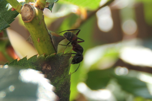 Camponotus cruentatus - Photo (c) Tomás Blasco, some rights reserved (CC BY-NC)