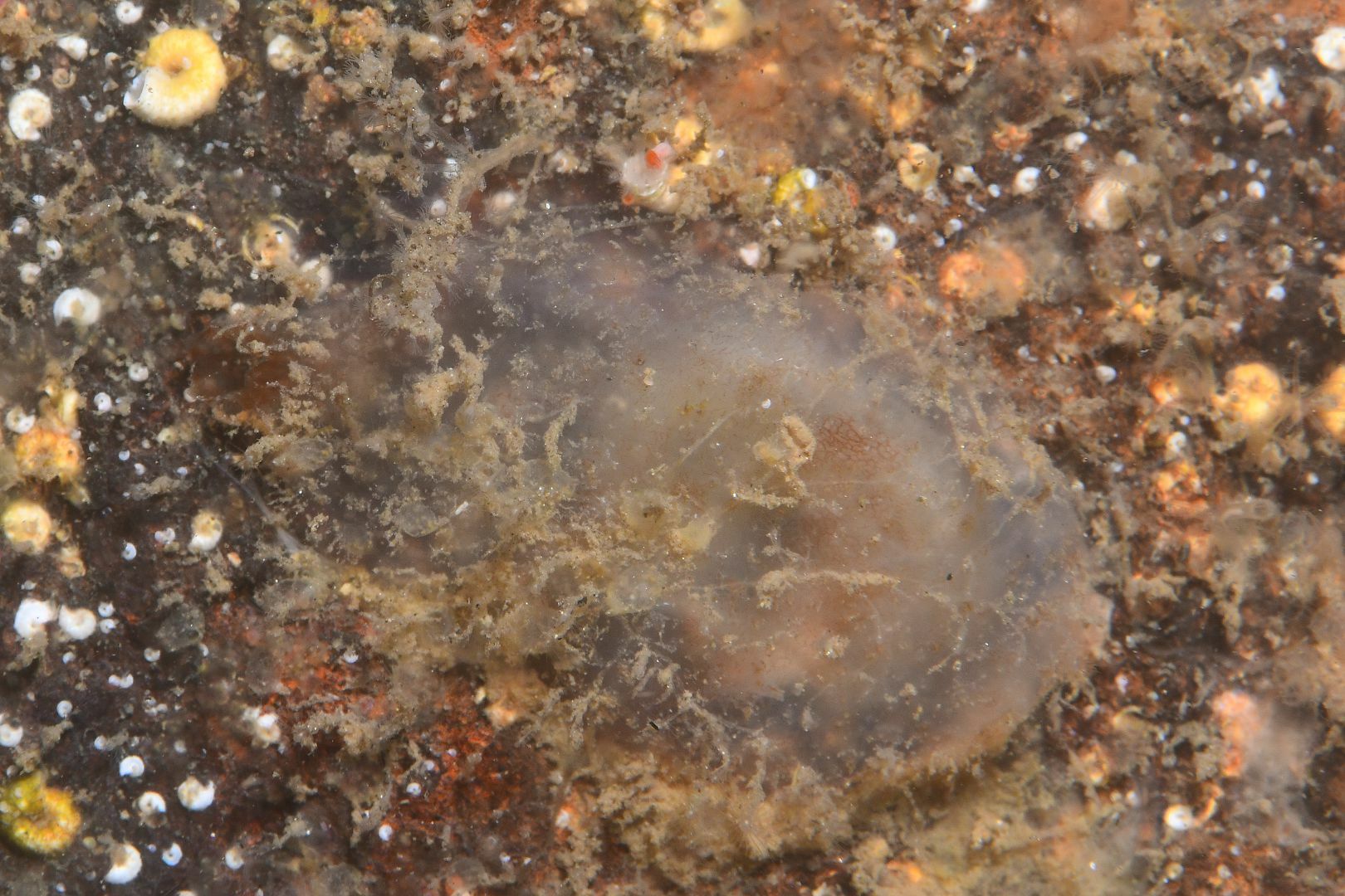 Ascidiella aspersa (Müller, 1776)