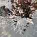 Electra verticillata - Photo (c) Cmia, some rights reserved (CC BY), uploaded by Cmia