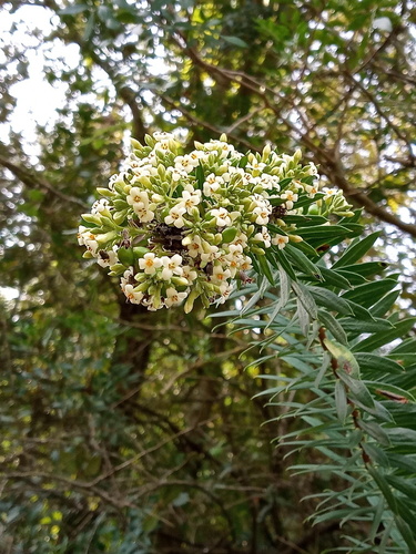 Flax-leaved Daphne - Photo (c) Tomás Blasco, some rights reserved (CC BY-NC)